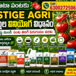 tomato vestige agri product recommendation